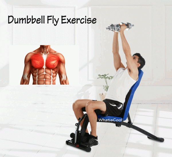 Dumbbell Fly Exercise